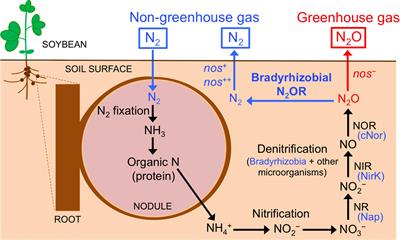 Nitrogen Cycling in Soybean Rhizosphere: Sources and Sinks of Nitrous Oxide (N2O)